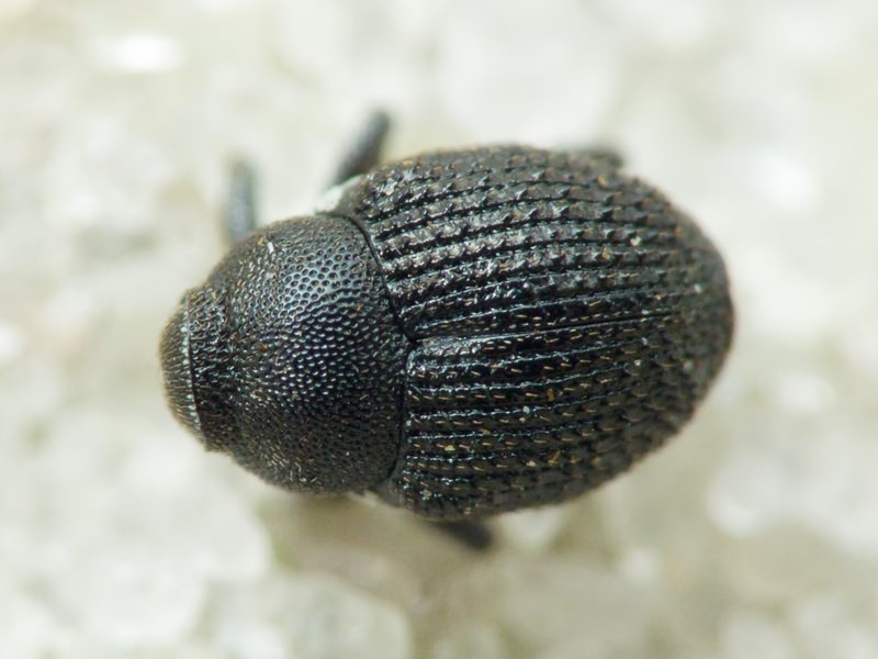 Zacladus geranii (Paykull, 1800)